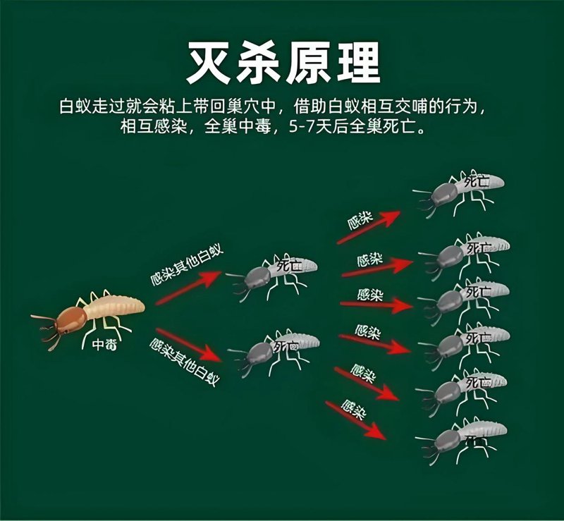白蚁防治